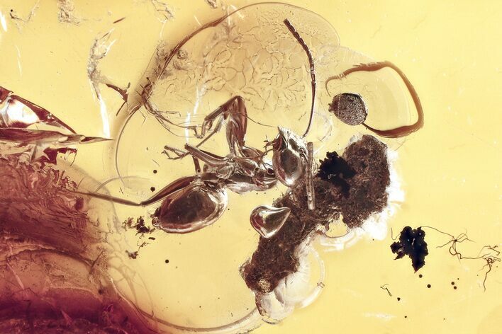 Detailed Fossil Ant (Formicinae) In Baltic Amber #367535